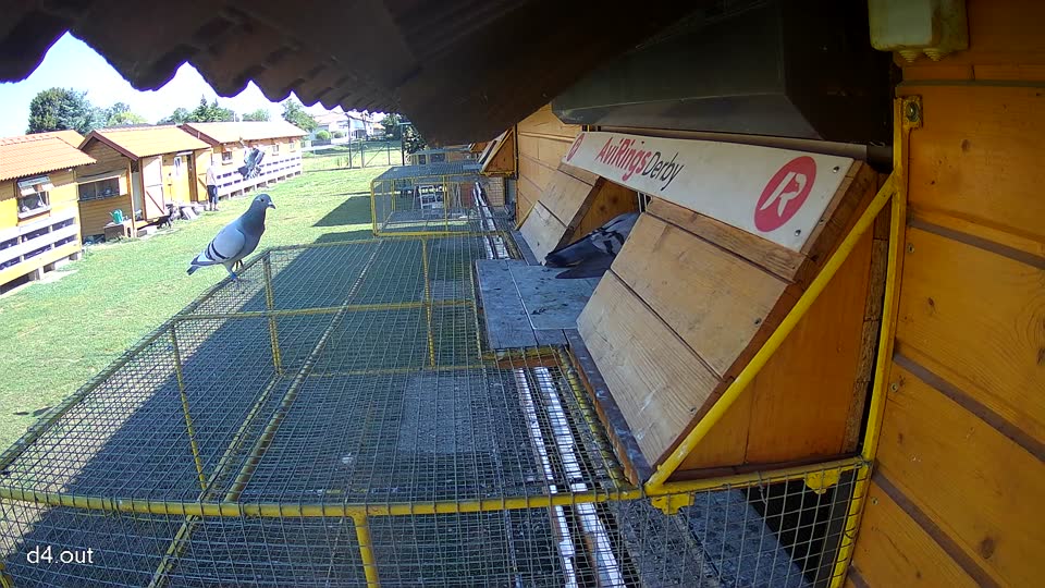 Pigeon Arrival Image For Race Race 2