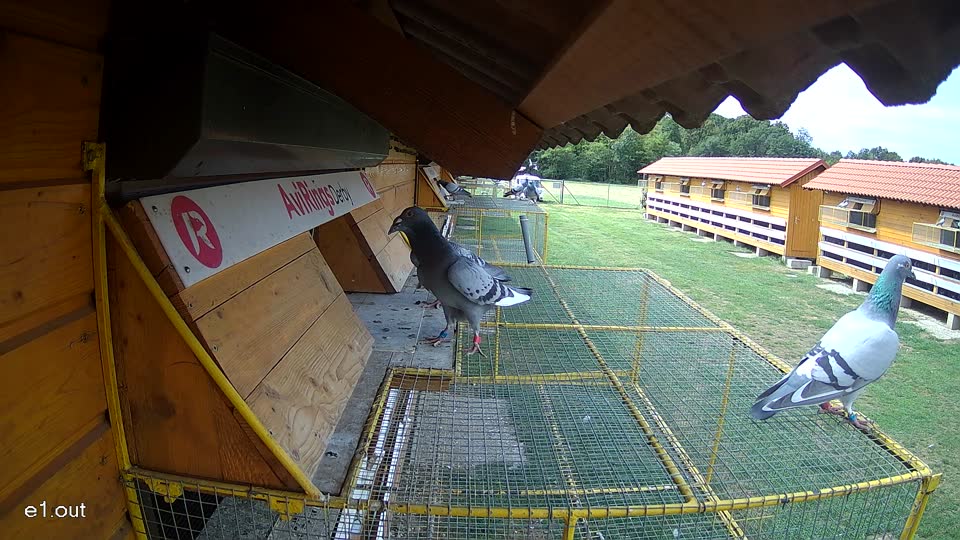 Pigeon Arrival Image For Race Race 4
