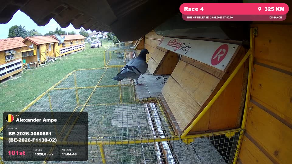 Pigeon Arrival Image For Race Race 4