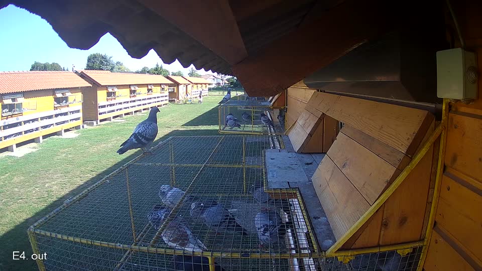 Pigeon Arrival Image For Race Race 5