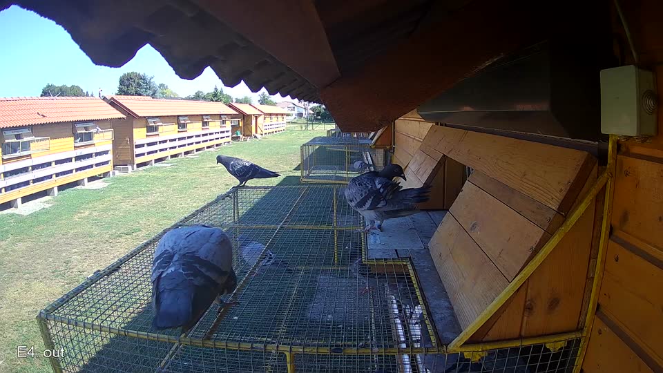 Pigeon Arrival Image For Race Race 2