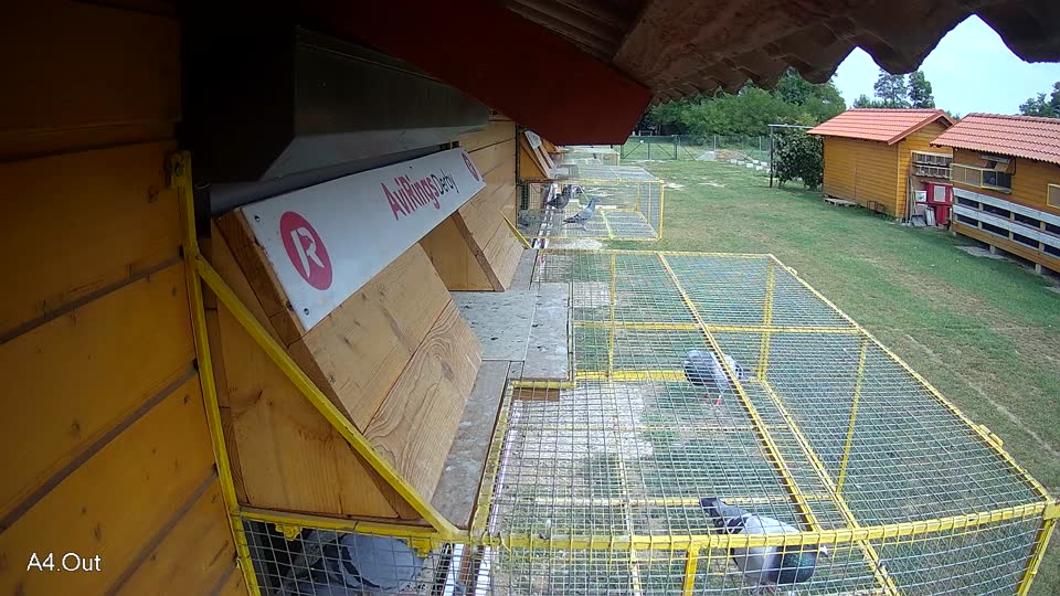 Pigeon Arrival Image For Race Race 3
