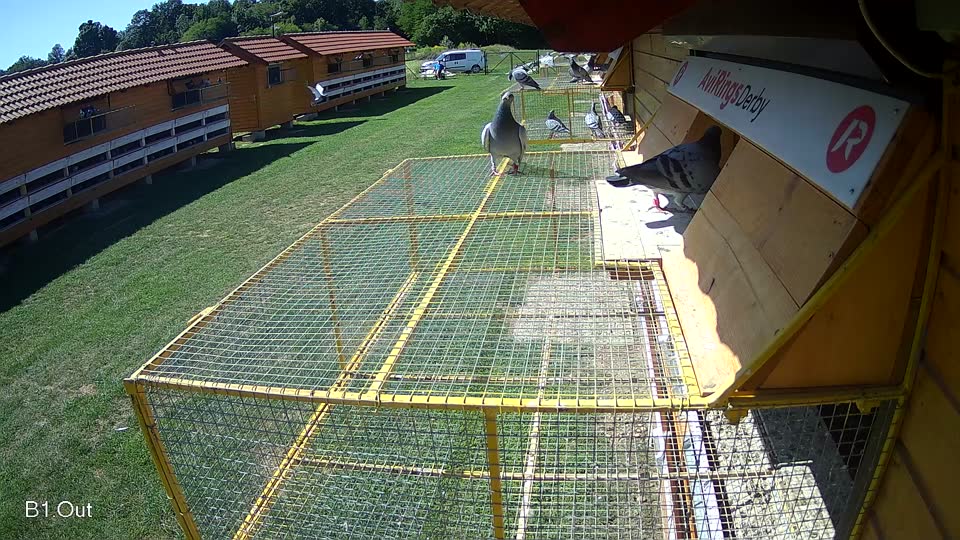 Pigeon Arrival Image For Race Race 2