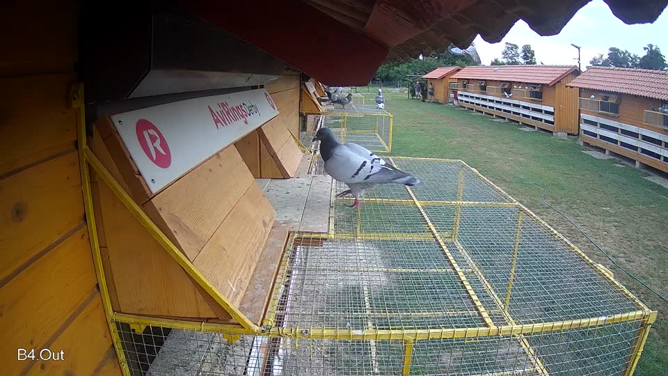 Pigeon Arrival Image For Race Race 3