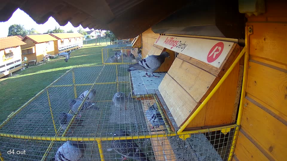 Pigeon Arrival Image For Race Final Race 1/3