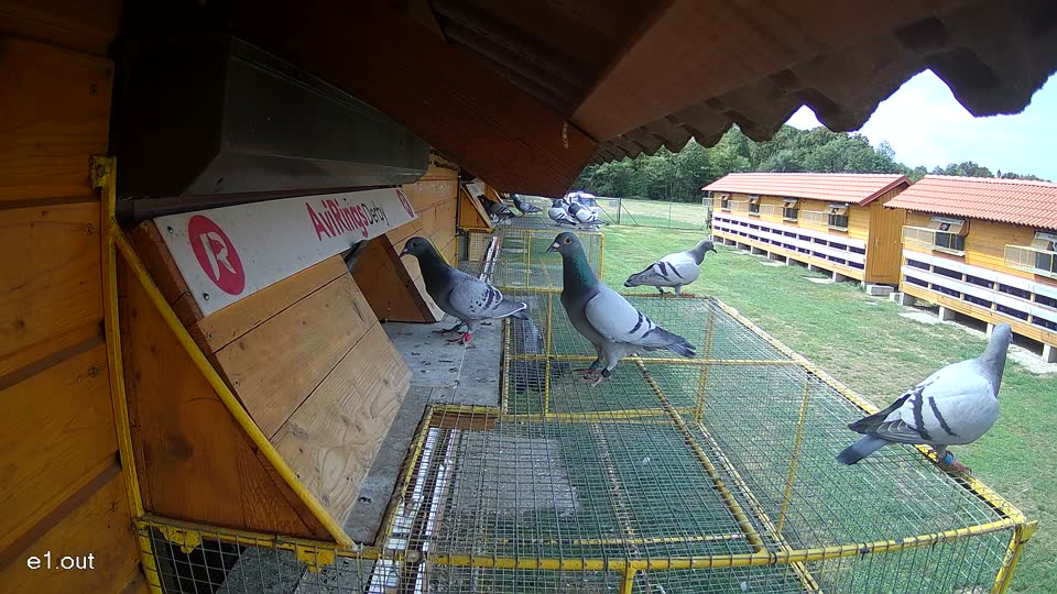 Pigeon Arrival Image For Race Race 4