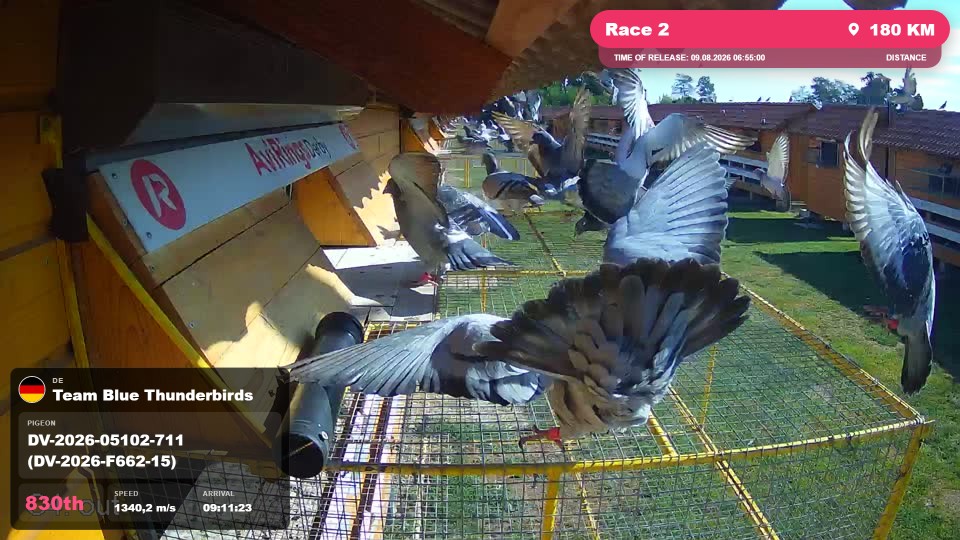 Pigeon Arrival Image For Race Race 2