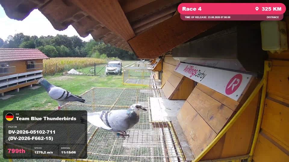 Pigeon Arrival Image For Race Race 4
