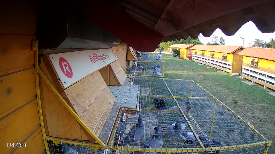 Pigeon Arrival Image For Race Race 1