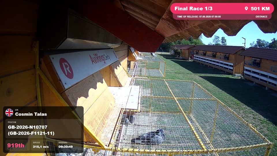 Pigeon Arrival Image For Race Final Race 1/3