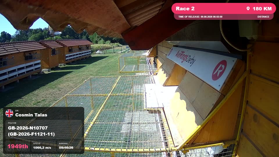 Pigeon Arrival Image For Race Race 2