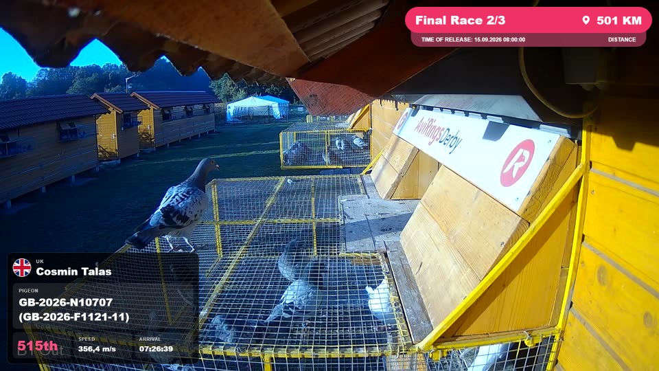 Pigeon Arrival Image For Race Final Race 2/3