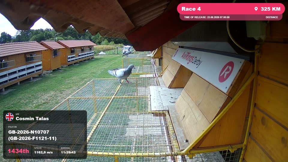 Pigeon Arrival Image For Race Race 4