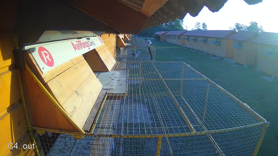 Pigeon Arrival Image For Race Race 5