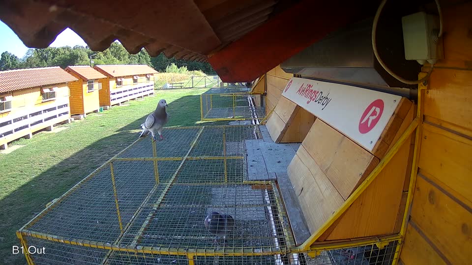 Pigeon Arrival Image For Race Race 5