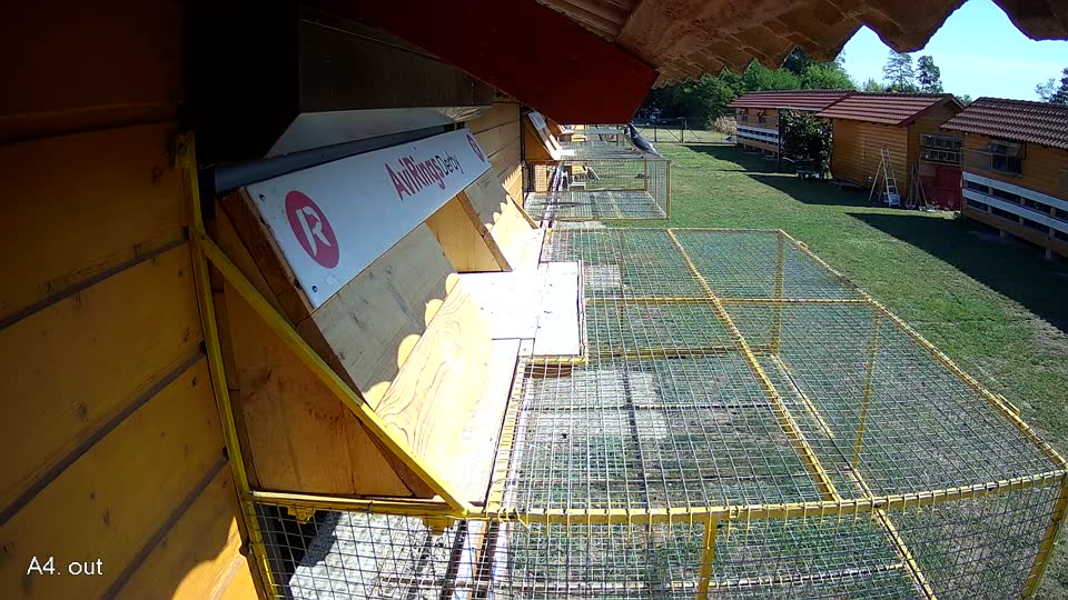 Pigeon Arrival Image For Race Race 2