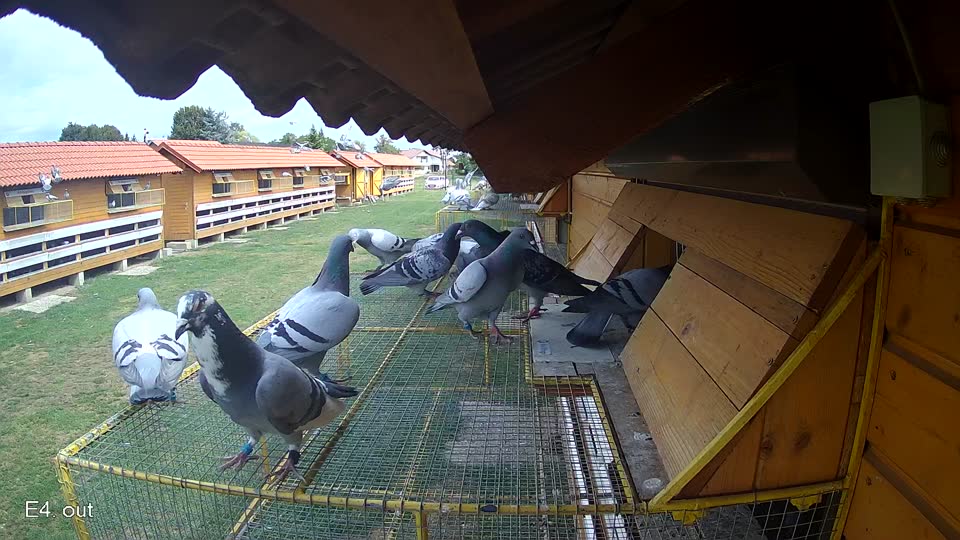 Pigeon Arrival Image For Race Race 4