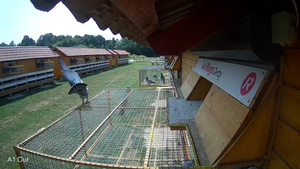Pigeon Arrival Image For Race Race 4