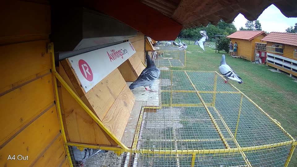 Pigeon Arrival Image For Race Race 3