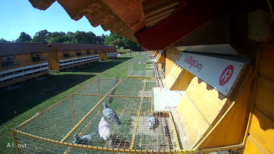 Pigeon Arrival Image For Race Race 5