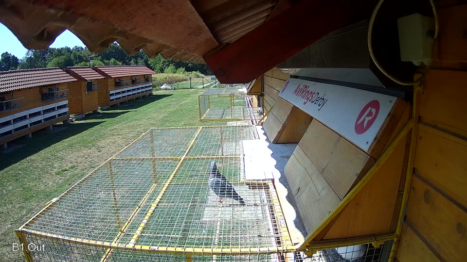 Pigeon Arrival Image For Race Race 2