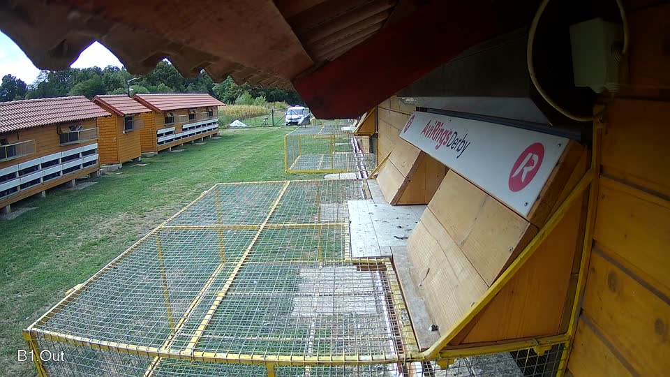 Pigeon Arrival Image For Race Race 4
