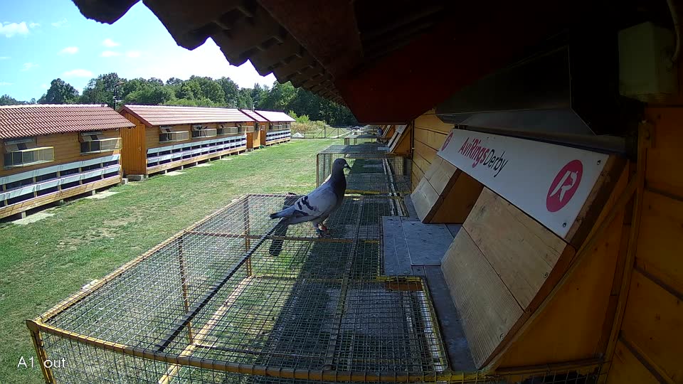 Pigeon Arrival Image For Race Race 5