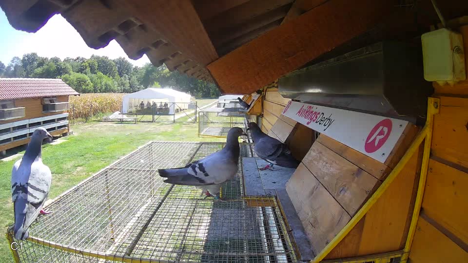 Pigeon Arrival Image For Race Final Race 1/3