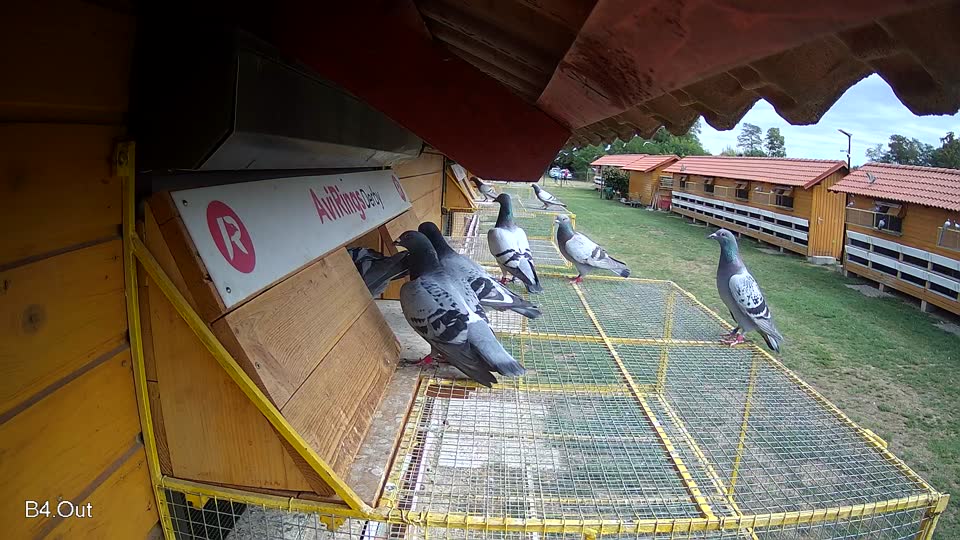 Pigeon Arrival Image For Race Race 4