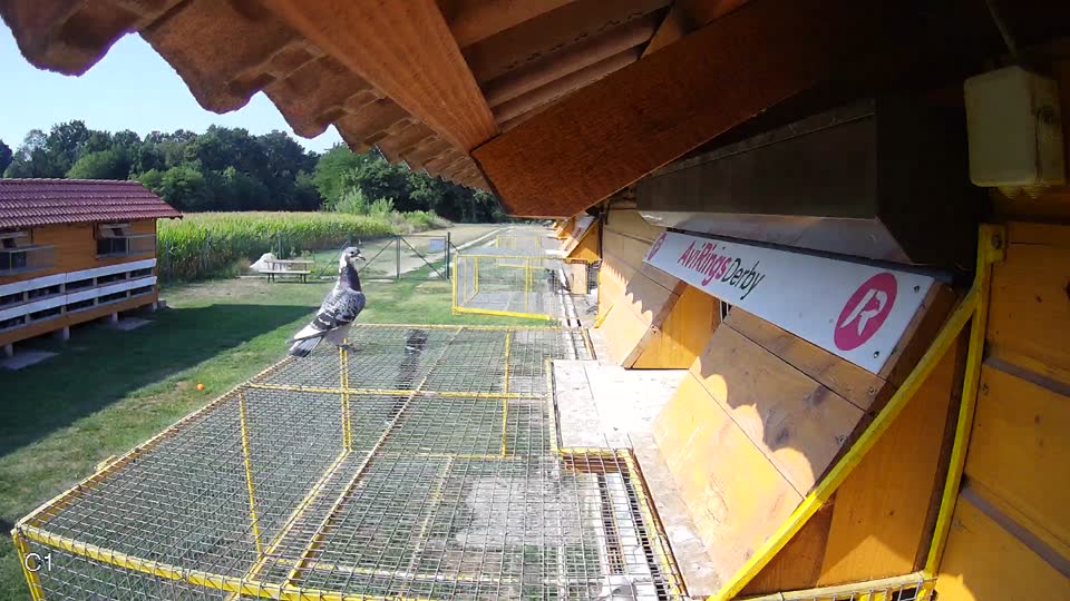 Pigeon Arrival Image For Race Race 1