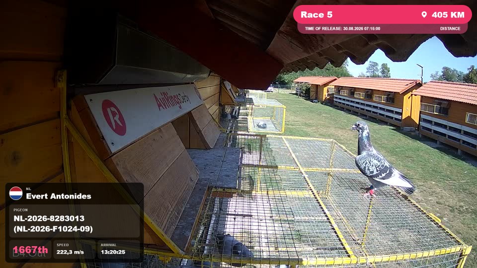 Pigeon Arrival Image For Race Race 5
