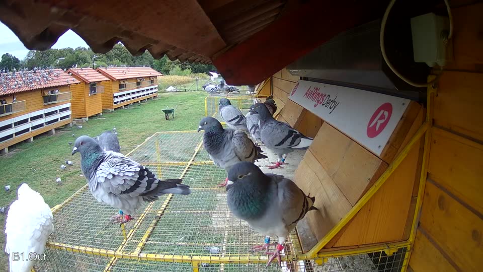 Pigeon Arrival Image For Race Race 5
