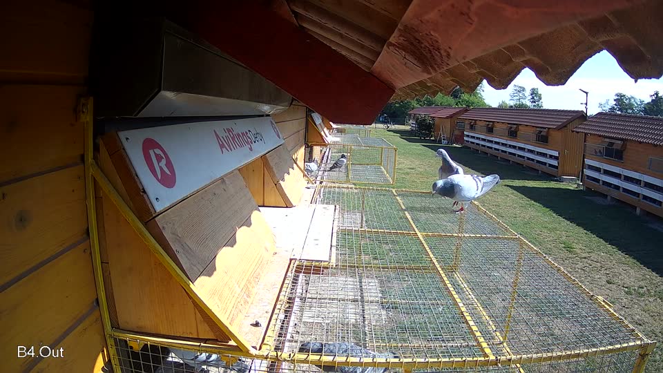 Pigeon Arrival Image For Race Race 2