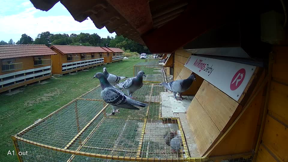 Pigeon Arrival Image For Race Race 4