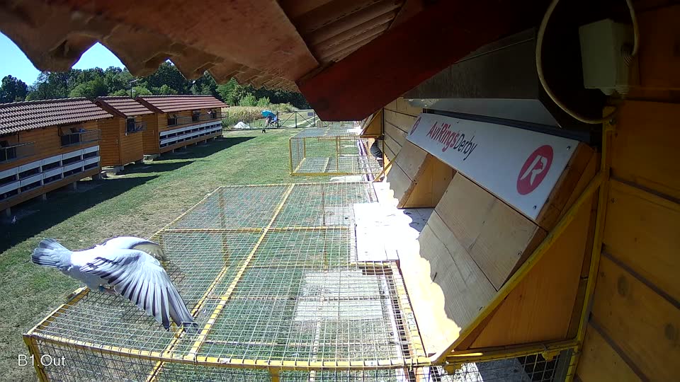 Pigeon Arrival Image For Race Race 3