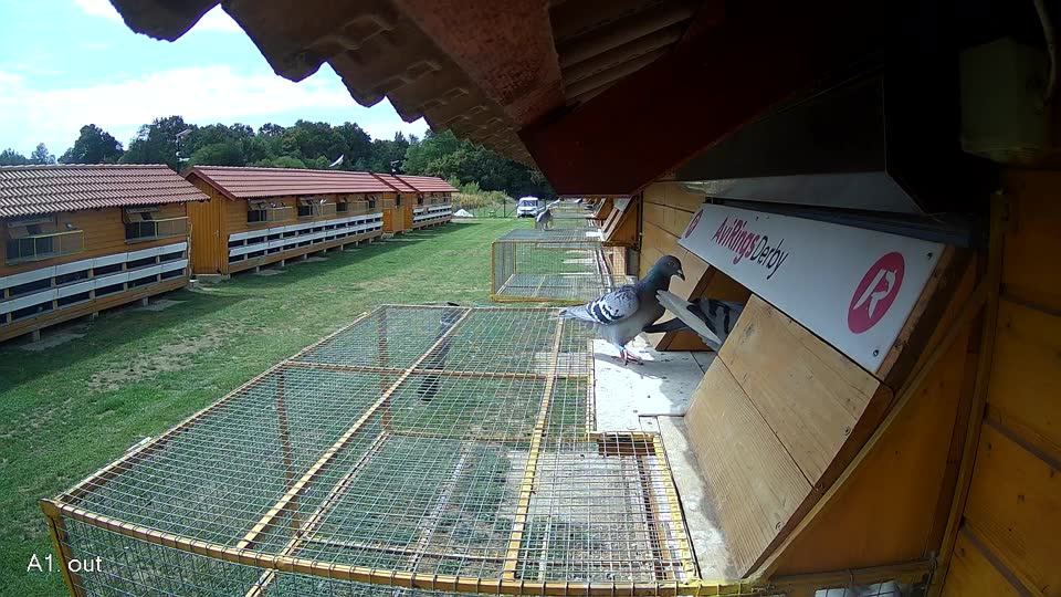 Pigeon Arrival Image For Race Race 4