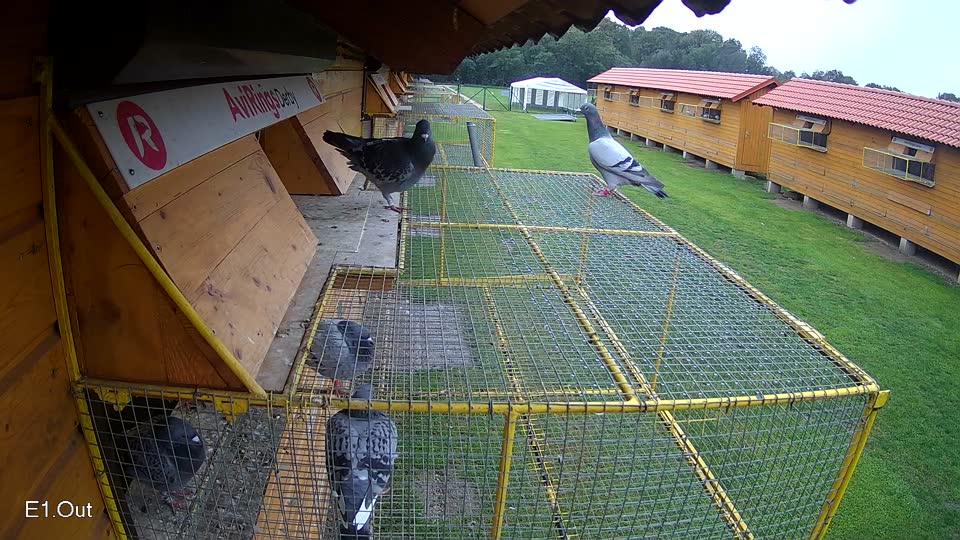 Pigeon Arrival Image For Race Final race 3