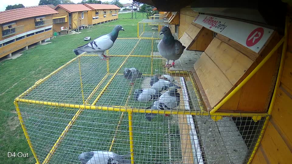 Pigeon Arrival Image For Race Final race 1