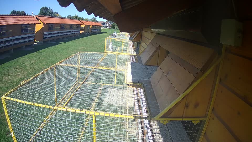 Pigeon Arrival Image For Race Race 6