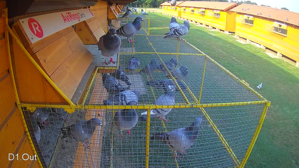 Pigeon Arrival Image For Race Race 4