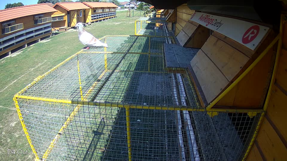 Pigeon Arrival Image For Race Race 5