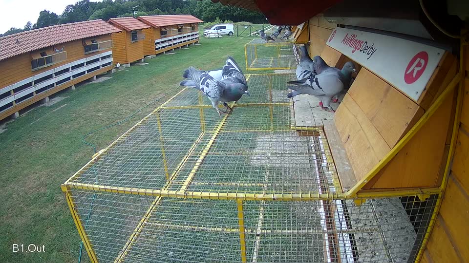 Pigeon Arrival Image For Race Race 3