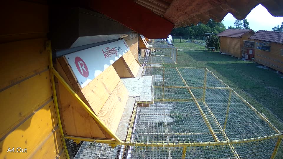 Pigeon Arrival Image For Race Race 4