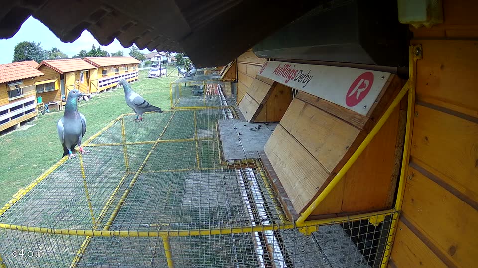Pigeon Arrival Image For Race Race 4