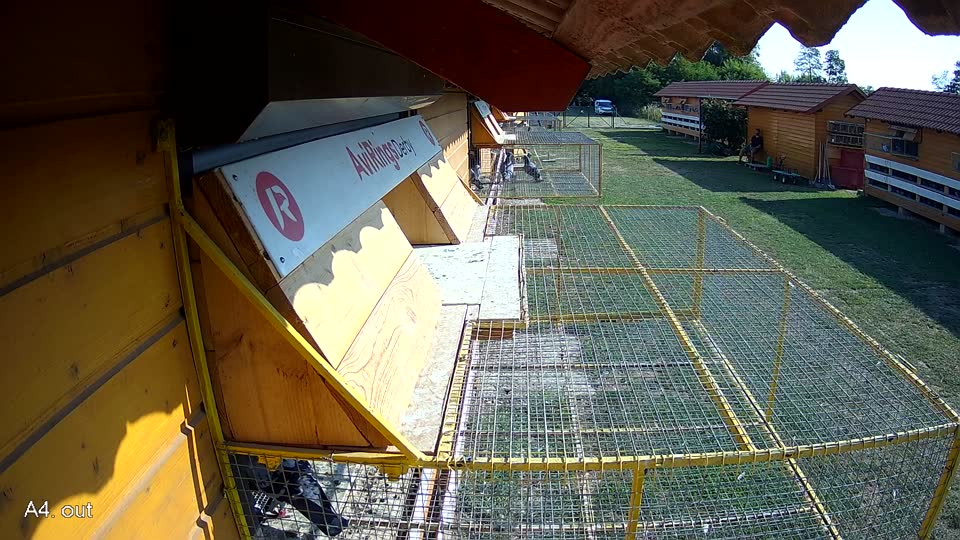 Pigeon Arrival Image For Race Race 1