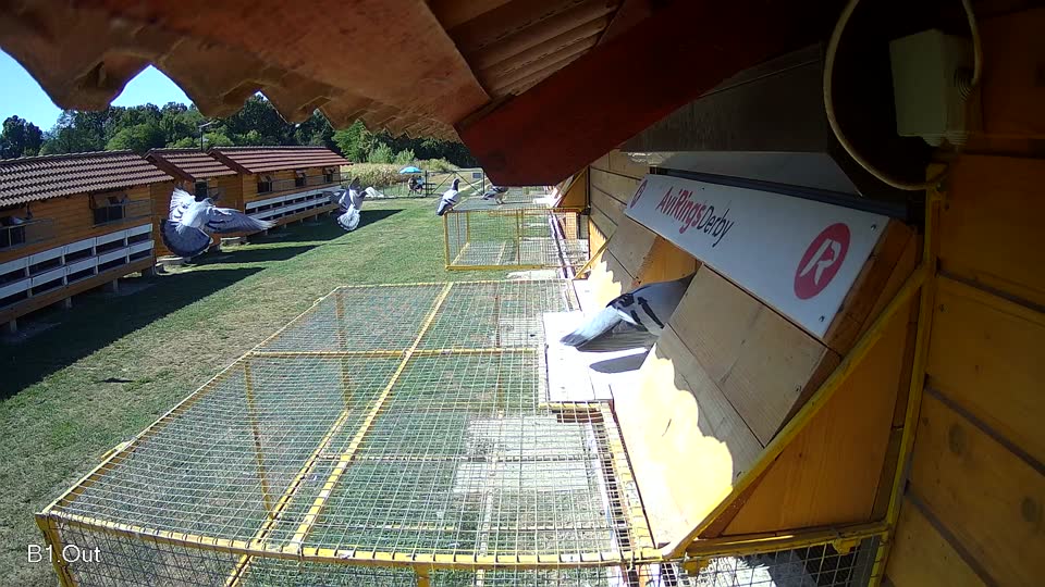 Pigeon Arrival Image For Race Race 3