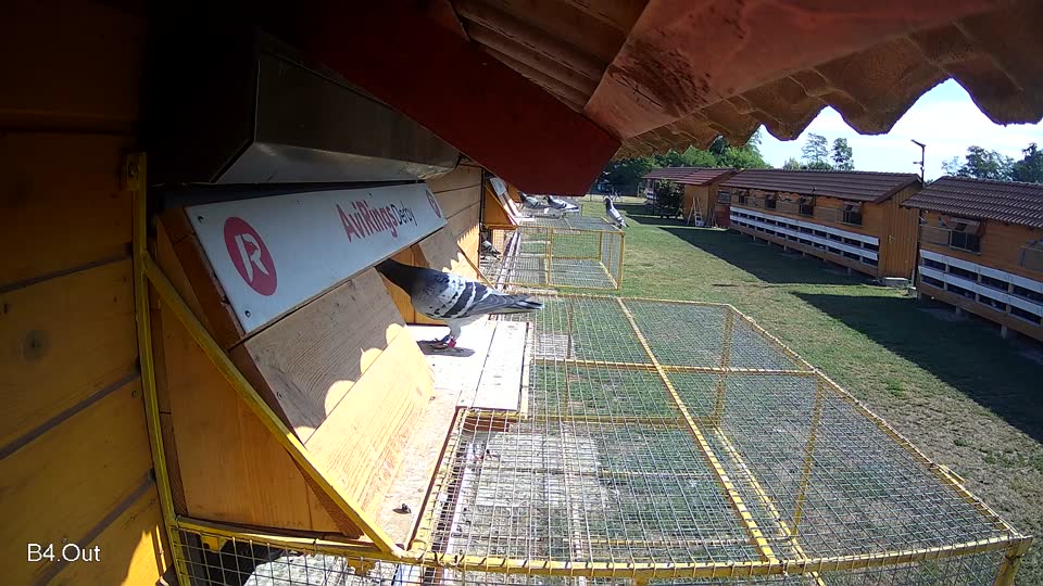 Pigeon Arrival Image For Race Race 2