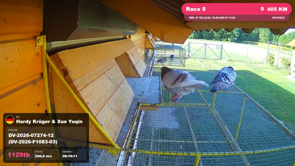 Pigeon Arrival Image For Race Race 5
