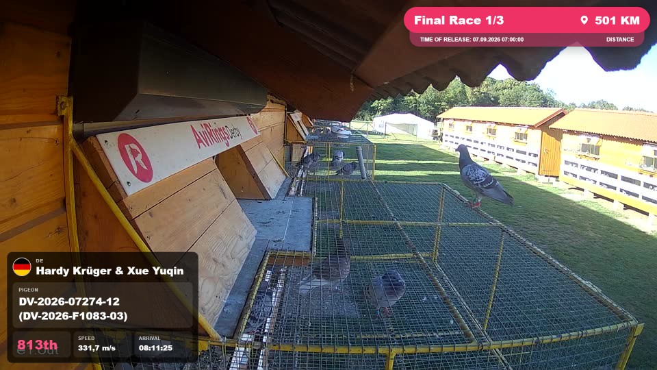 Pigeon Arrival Image For Race Final Race 1/3