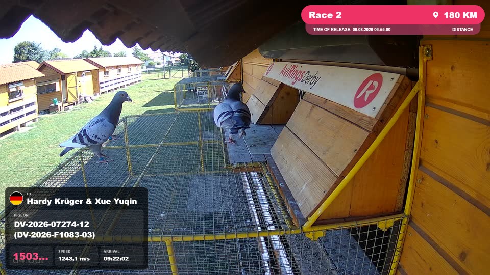 Pigeon Arrival Image For Race Race 2